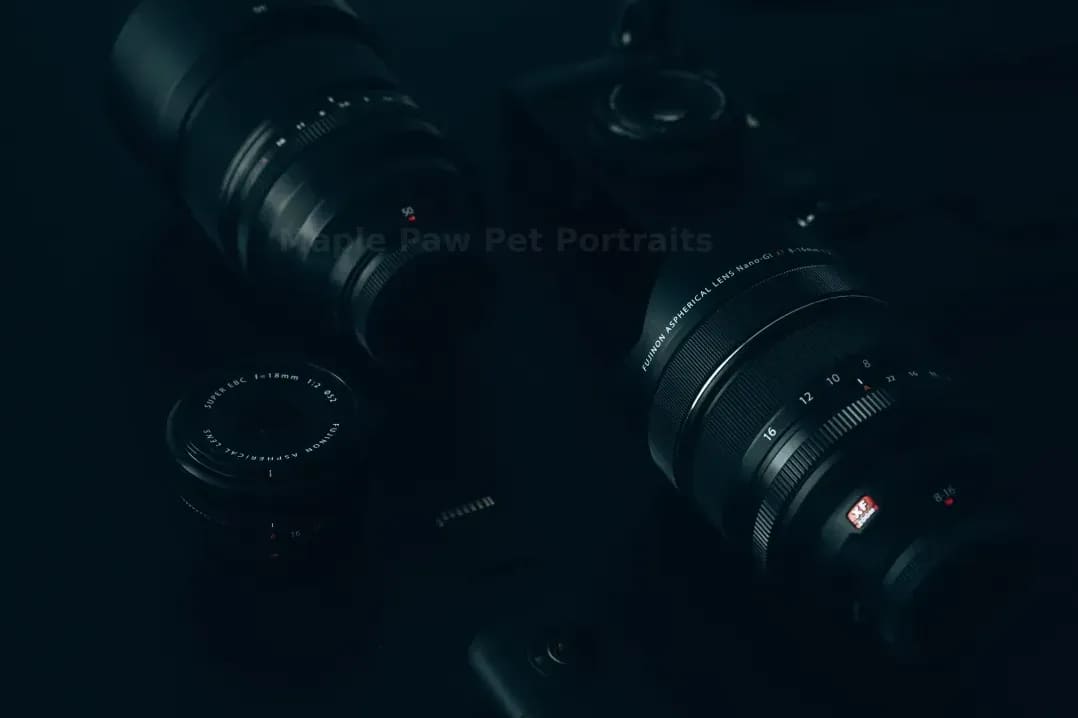Maple Paw Pet Portraits 2